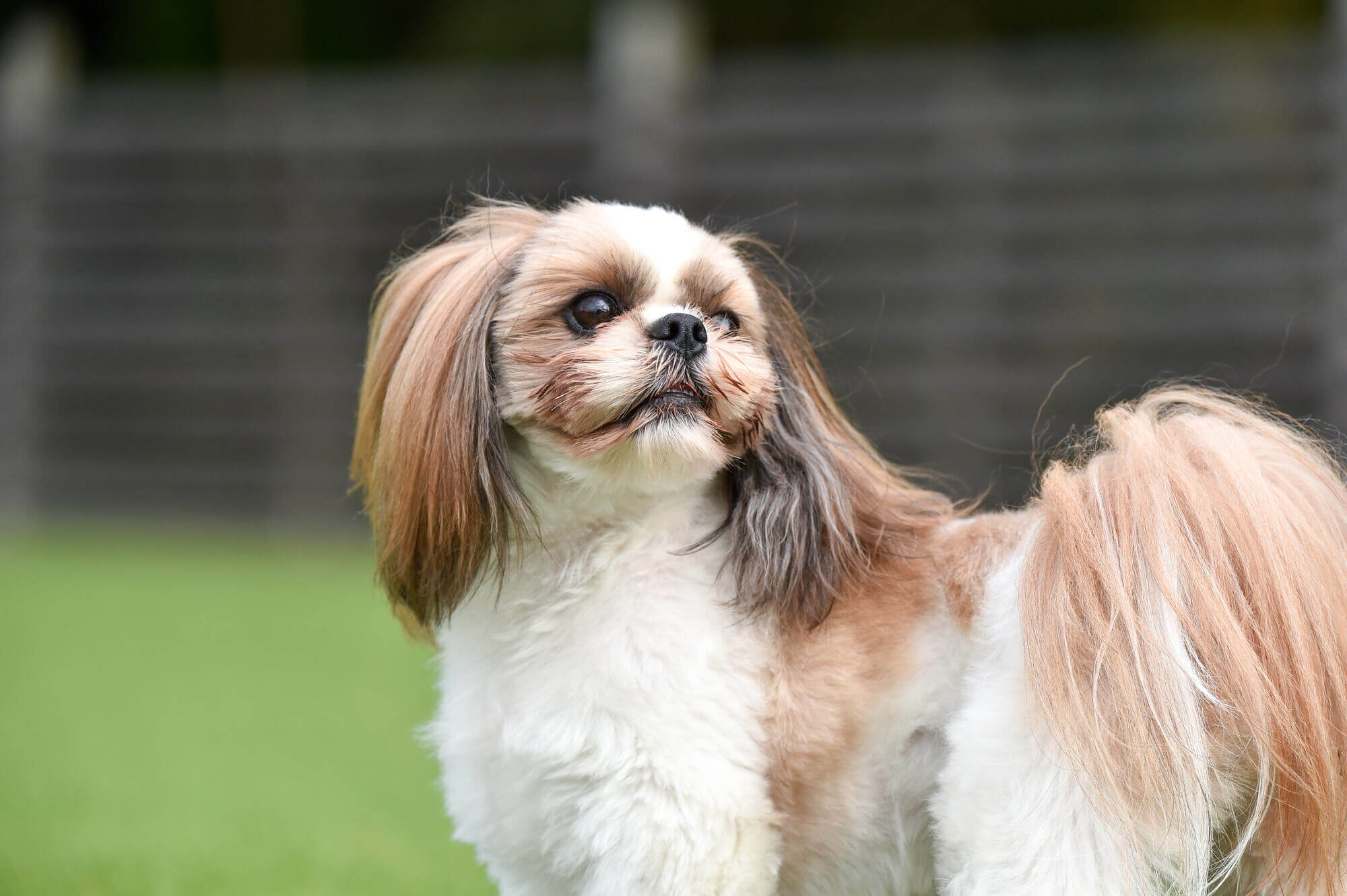 シーズーの性格とは？特徴や飼い方など徹底解説